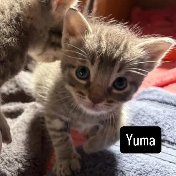 A baby small-sized male Gray / Blue / Silver Domestic Short Hair cat named Yuma for adoption in Long Beach, CA