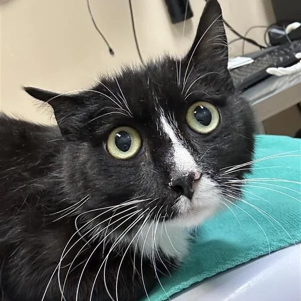 An adult medium-sized female Black Domestic Short Hair cat named Avocado for adoption in Tacoma, WA