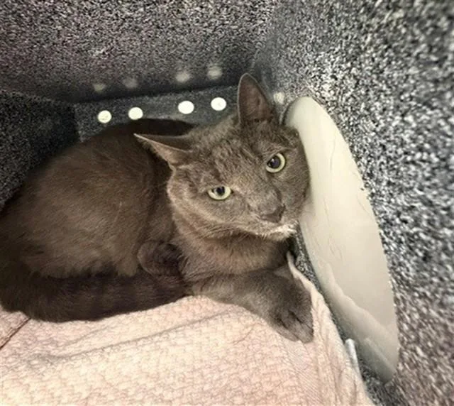 An adult large-sized male Domestic Short Hair cat named Scott for adoption in Naples, FL