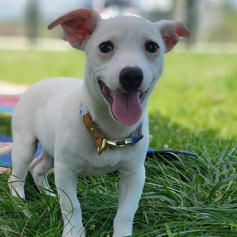 Lulu