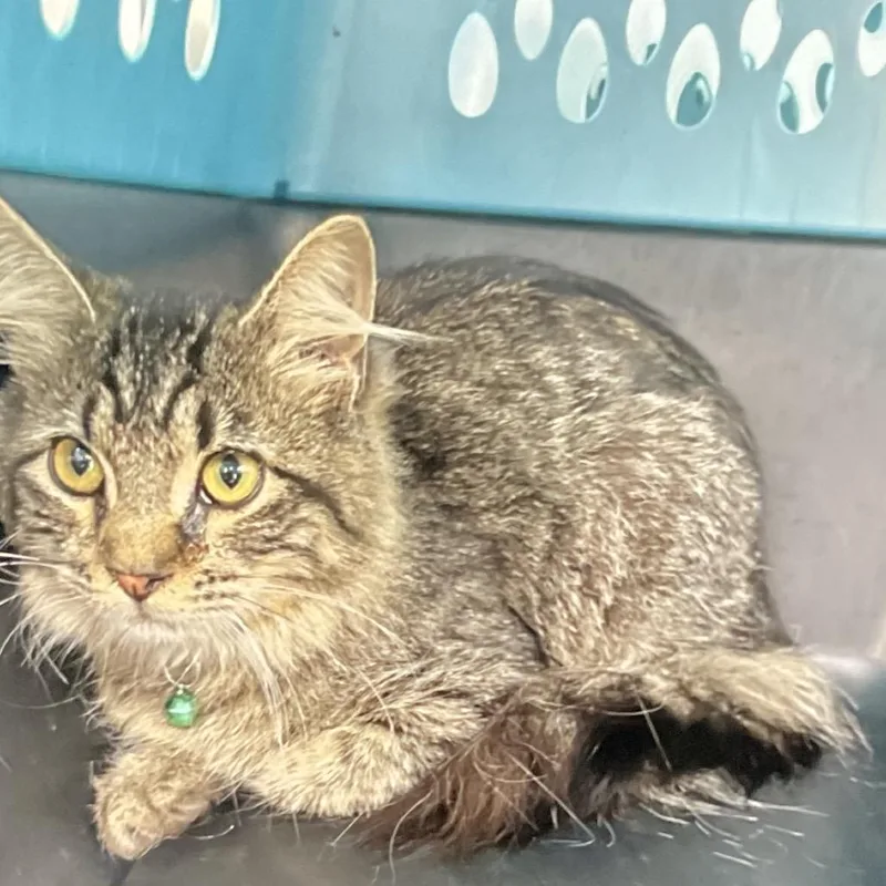 A young medium-sized male Brown / Chocolate Domestic Long Hair cat named Grimshaw for adoption in St Joseph, MO