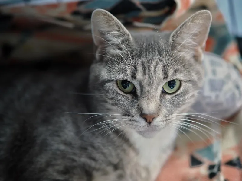 An adult medium-sized female Domestic Short Hair cat named Sorel for adoption in Cincinnati, OH