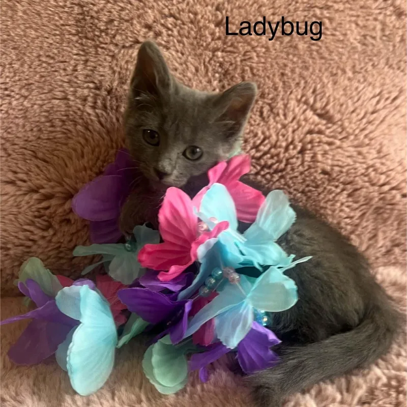 Ladybug