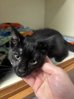A baby small-sized male Domestic Short Hair cat named Squeak for adoption in Chamblee, GA