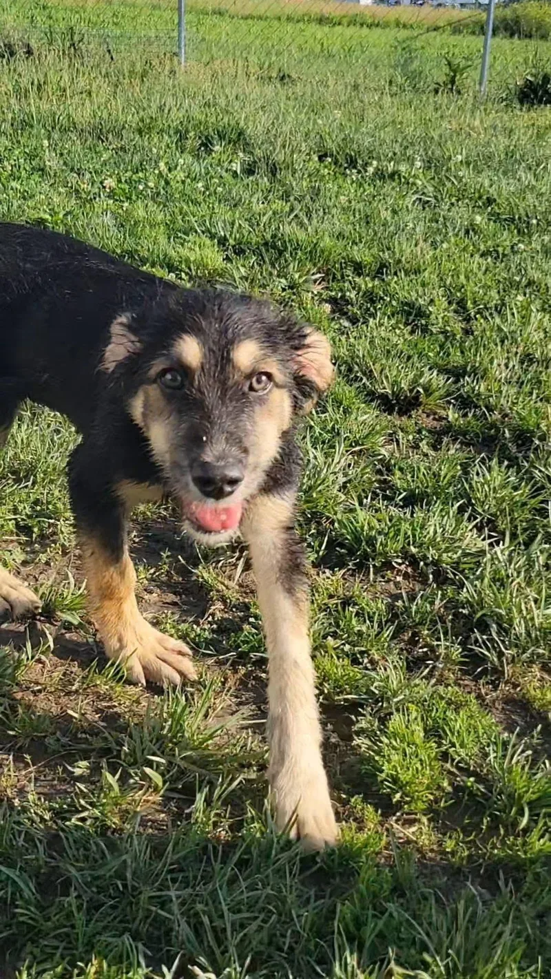 A baby medium-sized male Black German Shepherd Dog dog named Hercules for adoption in Ashland, KY