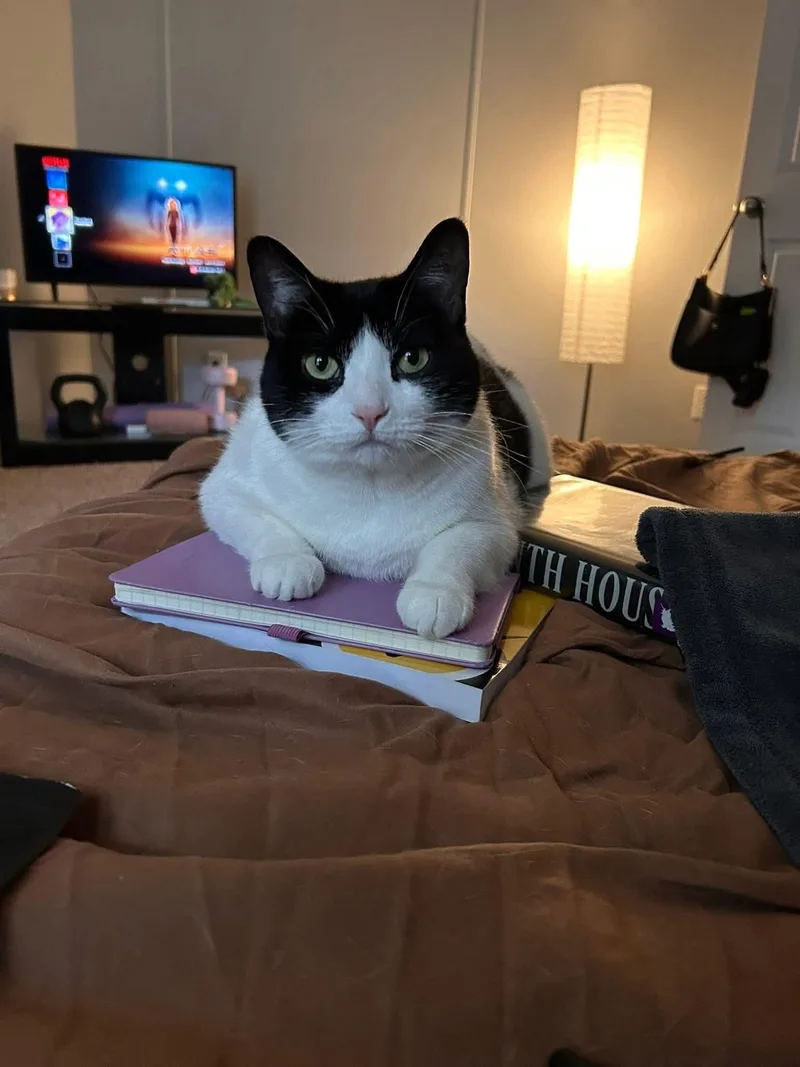 Luna Rose thumbnail 4