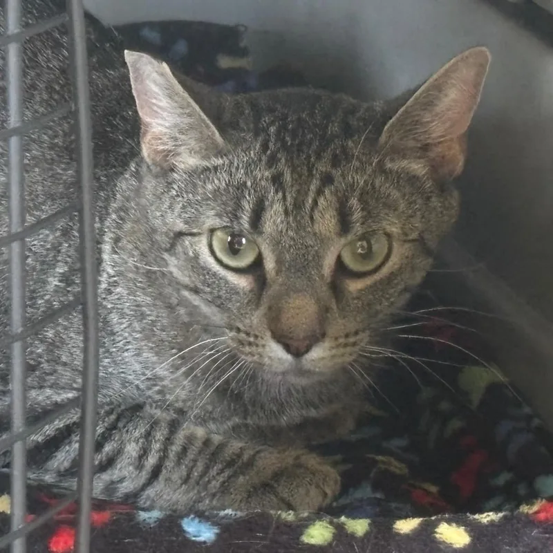 A young medium-sized female Black Domestic Short Hair cat named Julieta for adoption in La Grange, KY