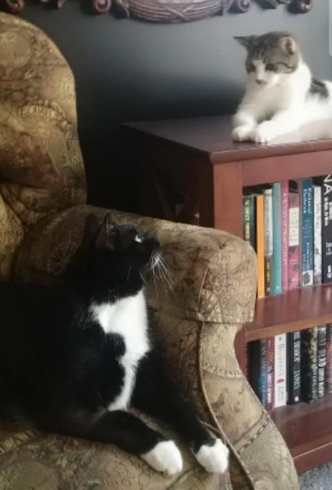 An adult medium-sized male Black & White / Tuxedo Domestic Short Hair cat named Joseph for adoption in Lorain, OH