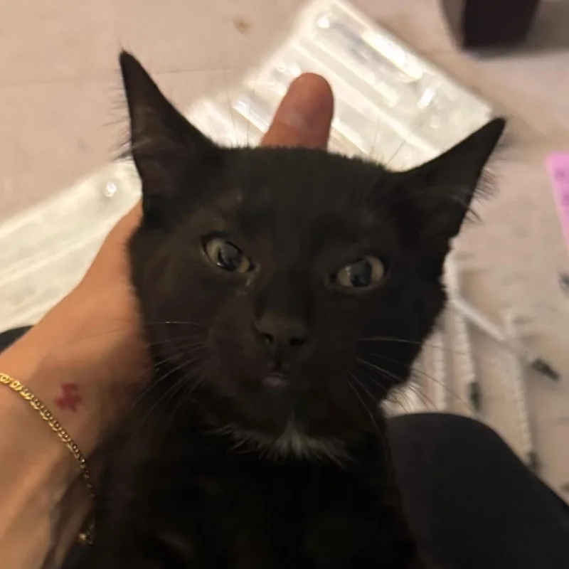 A baby small-sized male Black Domestic Short Hair cat named Storm for adoption in Salisbury, MA