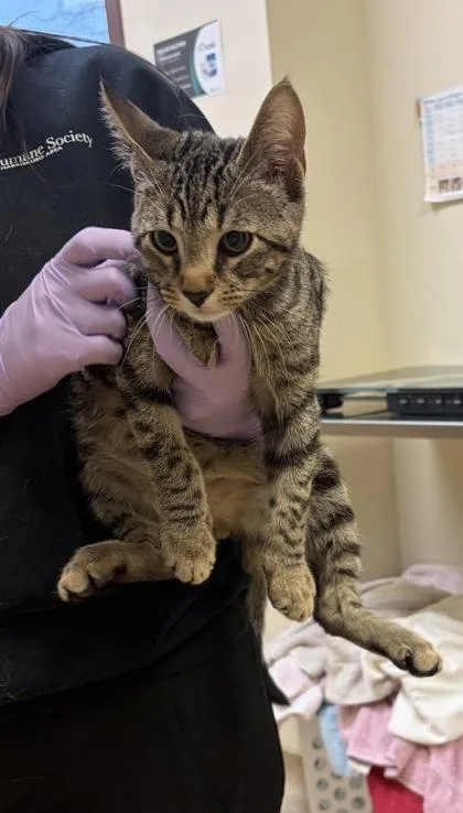 A baby small-sized male Domestic Short Hair cat named Tarzan for adoption in West Chester, PA