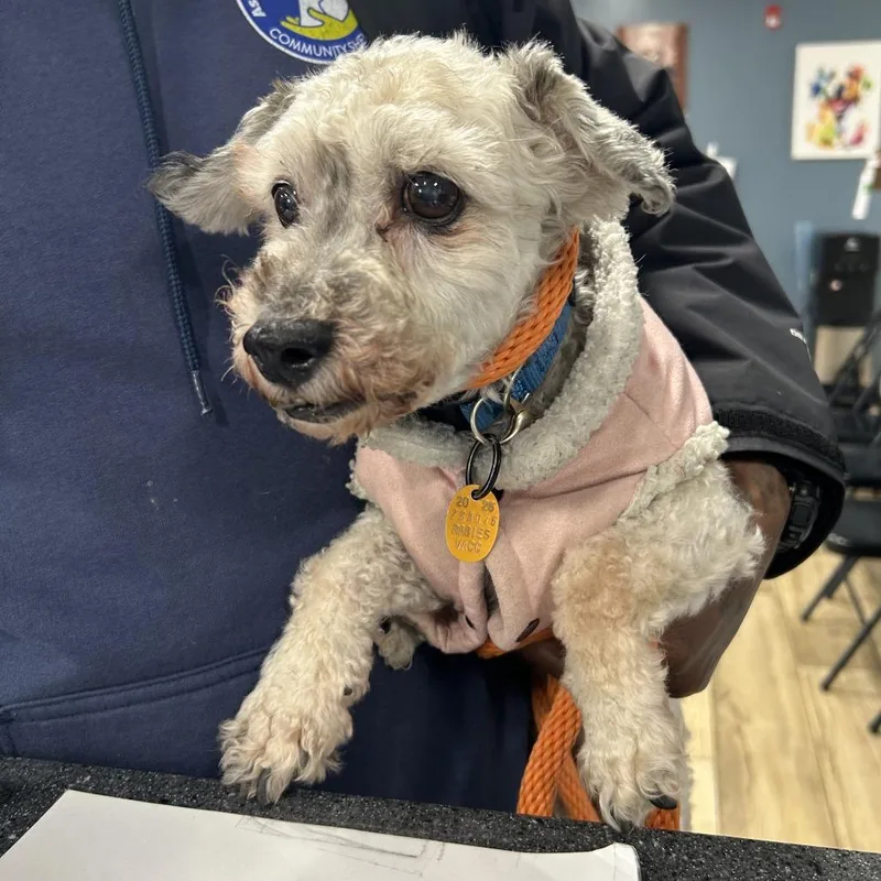 A baby small-sized male Gray / Blue / Silver Poodle dog named Fluffly for adoption in Newark, NJ