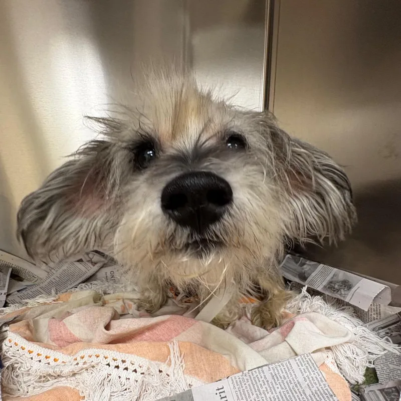 An adult small-sized male Schnauzer dog named Henry for adoption in Birmingham, AL