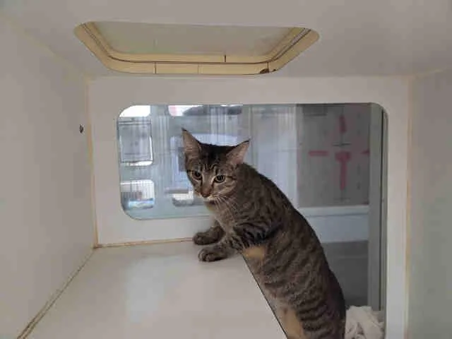 A young medium-sized female Domestic Short Hair cat named Sassy for adoption in Carlsbad, CA