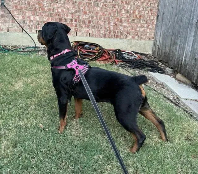 An adult large-sized female Rottweiler dog named Koana for adoption in Polk, OH