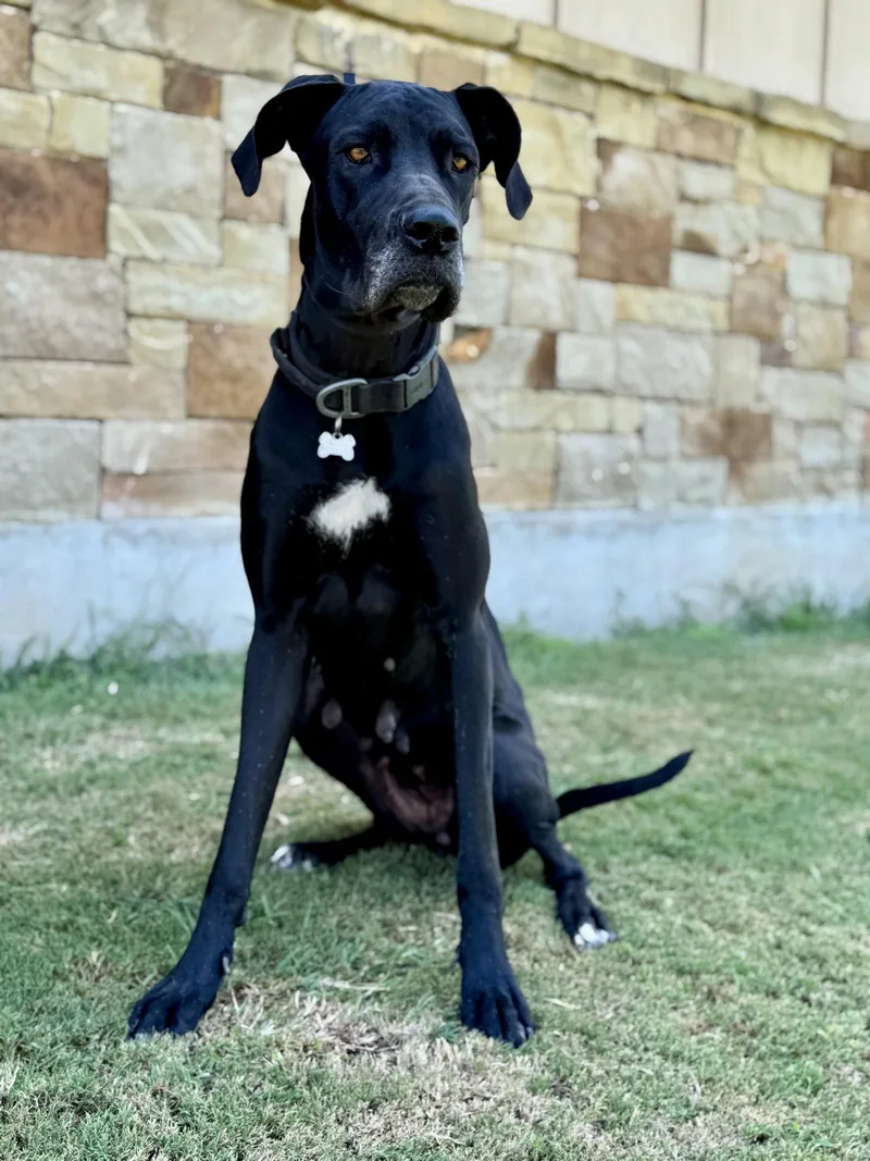 An adult extra large-sized female Great Dane dog named Paisley for adoption in Helotes, TX