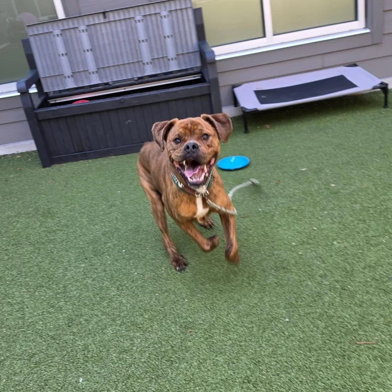 An adult large-sized male Brindle Boxer dog named Bronx for adoption in Greensboro, NC