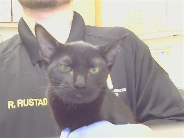 A baby small-sized female Domestic Short Hair cat named Ambrosia for adoption in Sacramento, CA