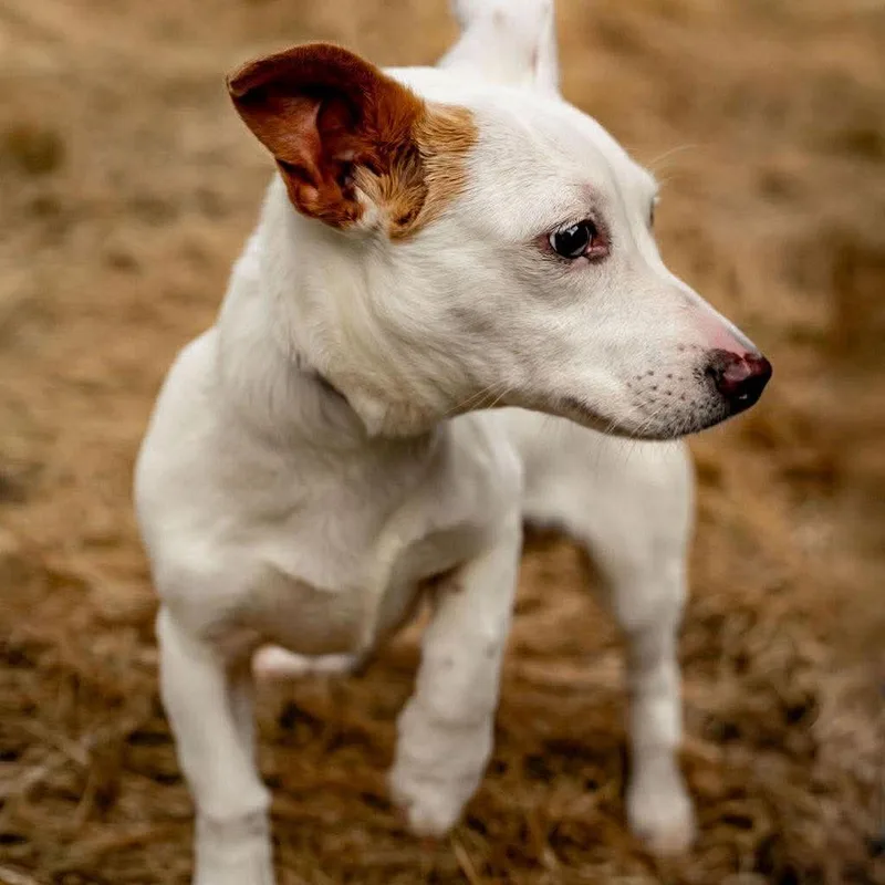 Biscuits thumbnail 2