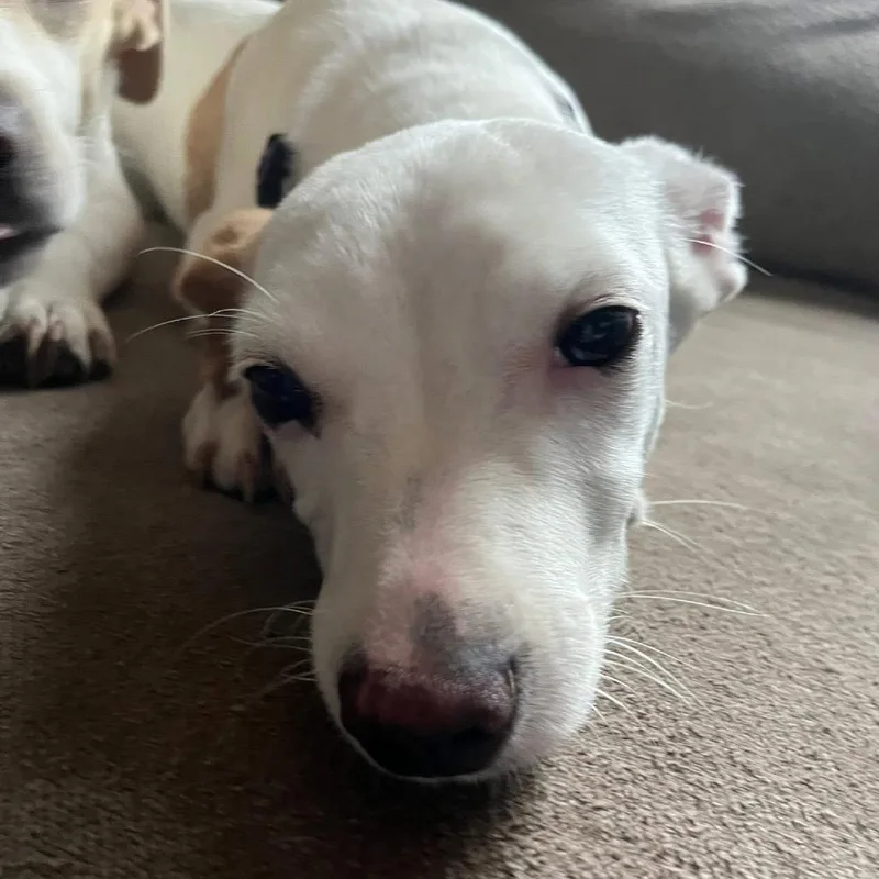 Biscuits thumbnail 3