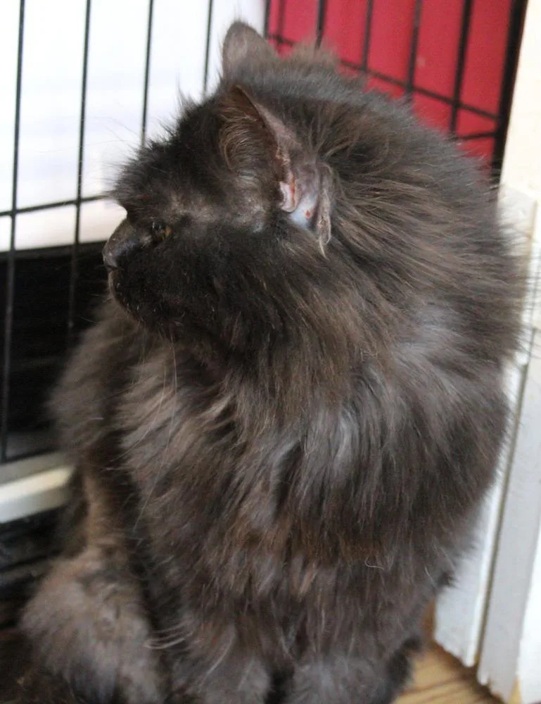 A young small-sized female Black Persian cat named Chocolate for adoption in WOLCOTT, CT