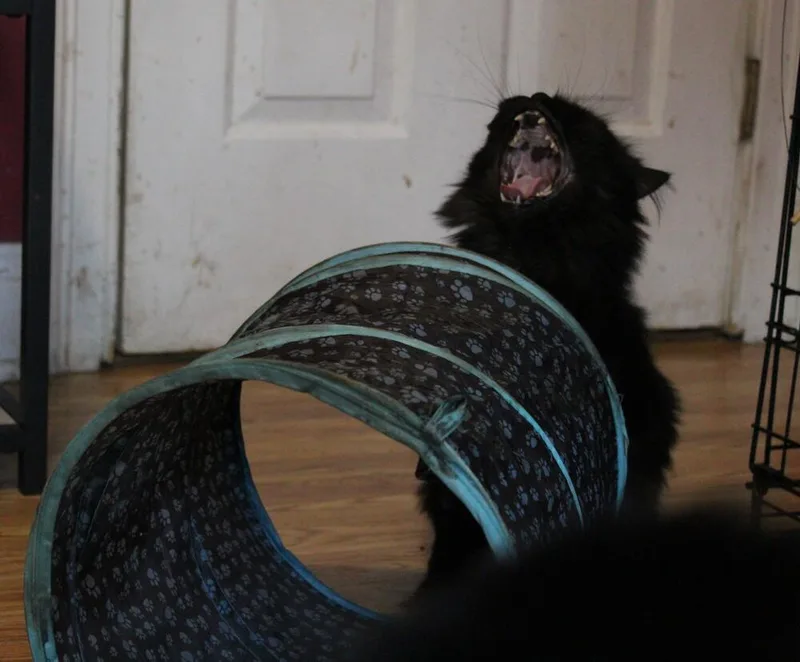 Chocolate thumbnail 6