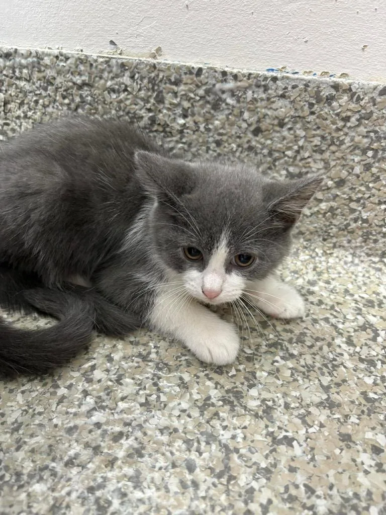 A baby small-sized female Domestic Short Hair cat named Tutti Frutti for adoption in Van Wert, OH