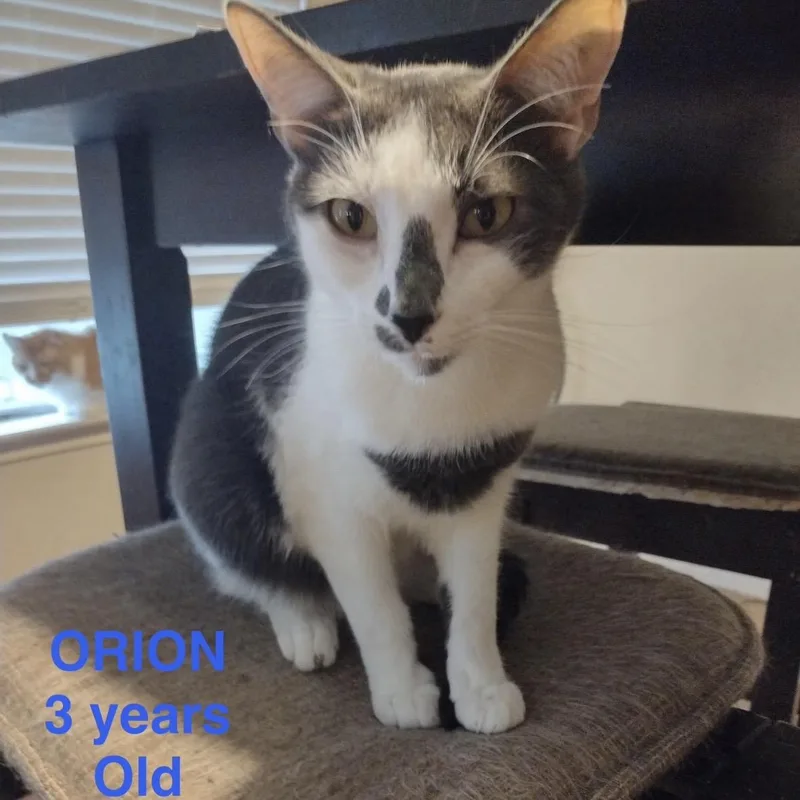 Orion