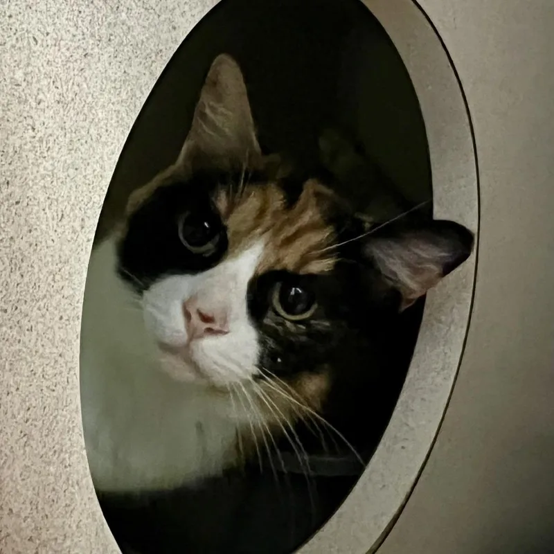 An adult large-sized female Calico Domestic Short Hair cat named Cookie for adoption in Tacoma, WA