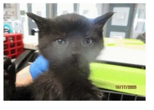 A baby small-sized male Black Domestic Short Hair cat named Pico for adoption in Tulsa, OK
