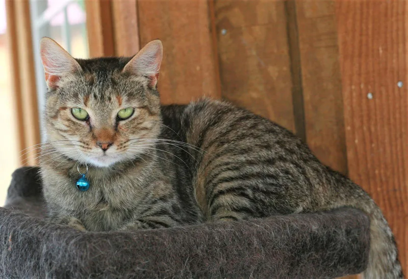 An adult small-sized female Domestic Short Hair cat named Estella for adoption in Attalla, AL