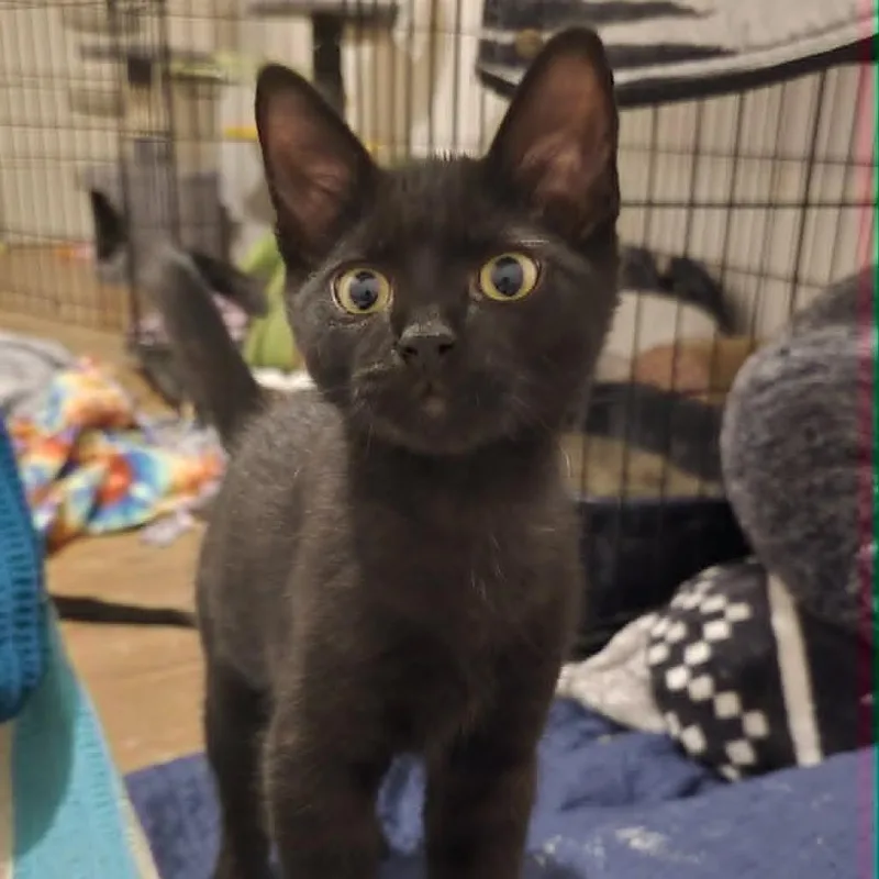 A baby small-sized male Black Domestic Short Hair cat named Shade for adoption in Pittsburgh, PA