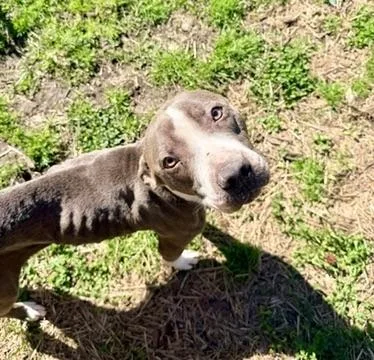 A young medium-sized female Gray / Blue / Silver Pit Bull Terrier dog named Bellamy for adoption in Petersburg, VA