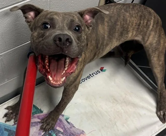 A young medium-sized male Pit Bull Terrier dog named Taco for adoption in Saint Cloud, FL