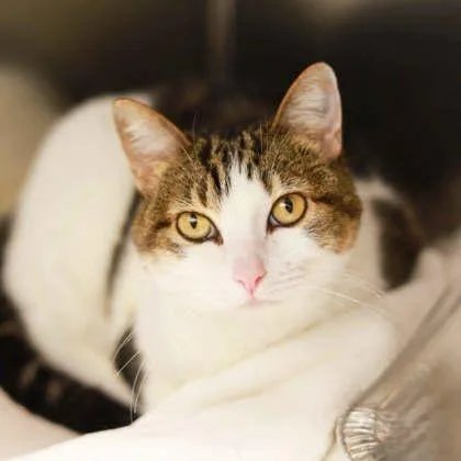 A senior small-sized female White Domestic Short Hair cat named Daisy Mae for adoption in Atlanta, GA