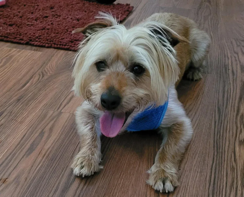 A young medium-sized male Silky Terrier dog named Winston for adoption in Greenville, SC