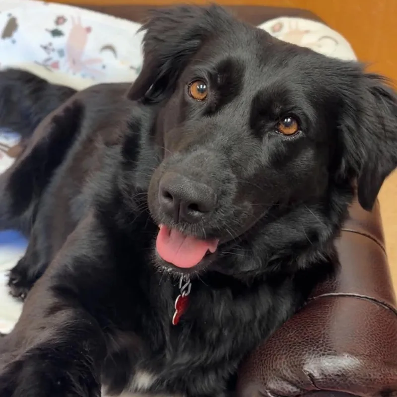 A young large-sized female Border Collie dog named Tess for adoption in Valparaiso, IN