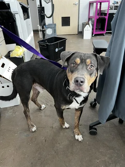 An adult large-sized male Mixed Breed dog named Bruce for adoption in Dallas, TX