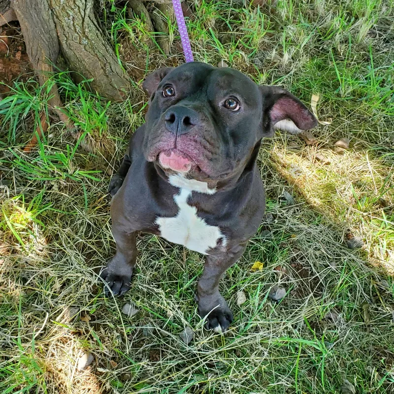 A young medium-sized male Black American Bulldog dog named Angel Eyes for adoption in Jersey city, NJ