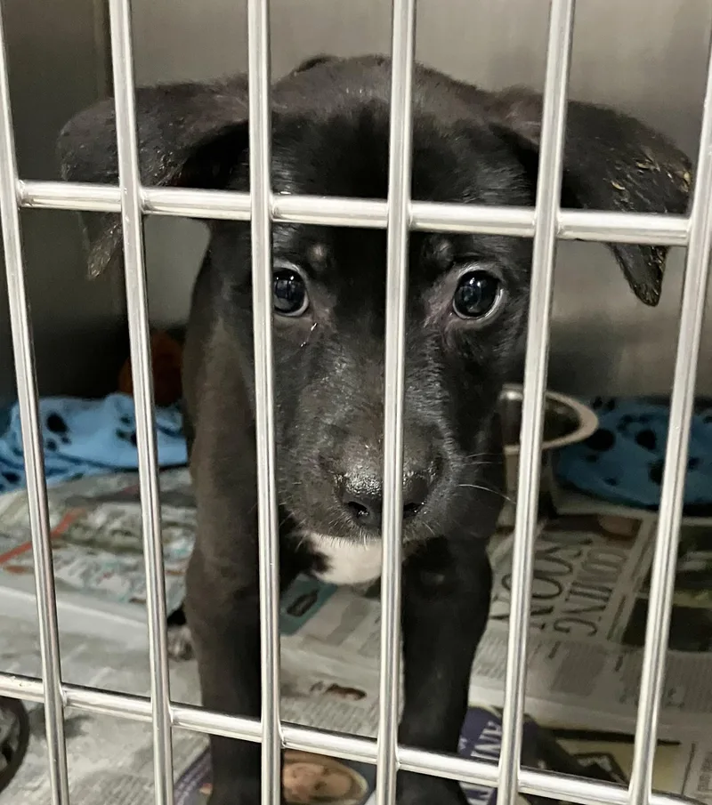 A baby medium-sized female Black Mixed Breed dog named Audrey for adoption in Parma, OH