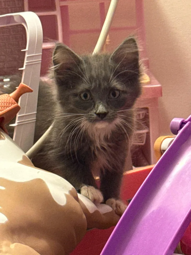A baby medium-sized male Gray & White Domestic Medium Hair cat named Levi for adoption in Holbrook, NY
