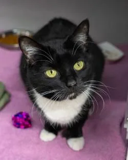 A young small-sized female Domestic Short Hair cat named Gatsby for adoption in Bensalem, PA