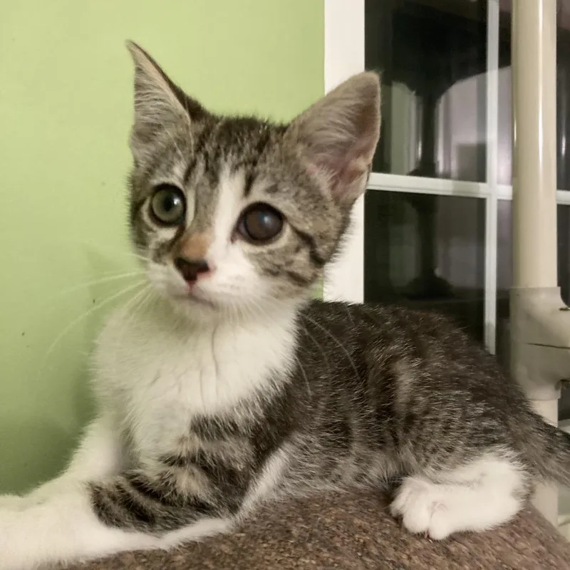 A baby small-sized female Gray / Blue / Silver Domestic Short Hair cat named Popsicle for adoption in Fairfax Station, VA