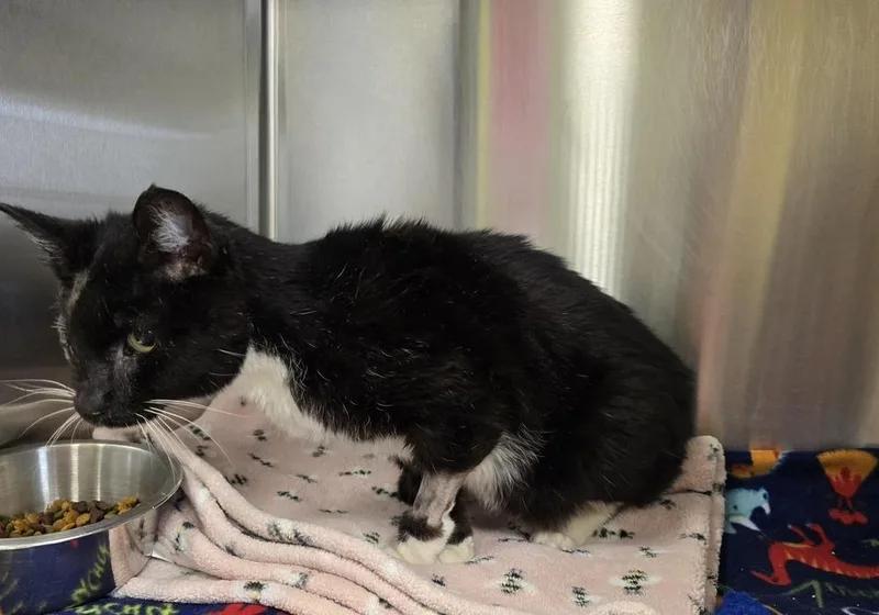 A senior large-sized male Domestic Short Hair cat named Goose for adoption in Dickson, TN