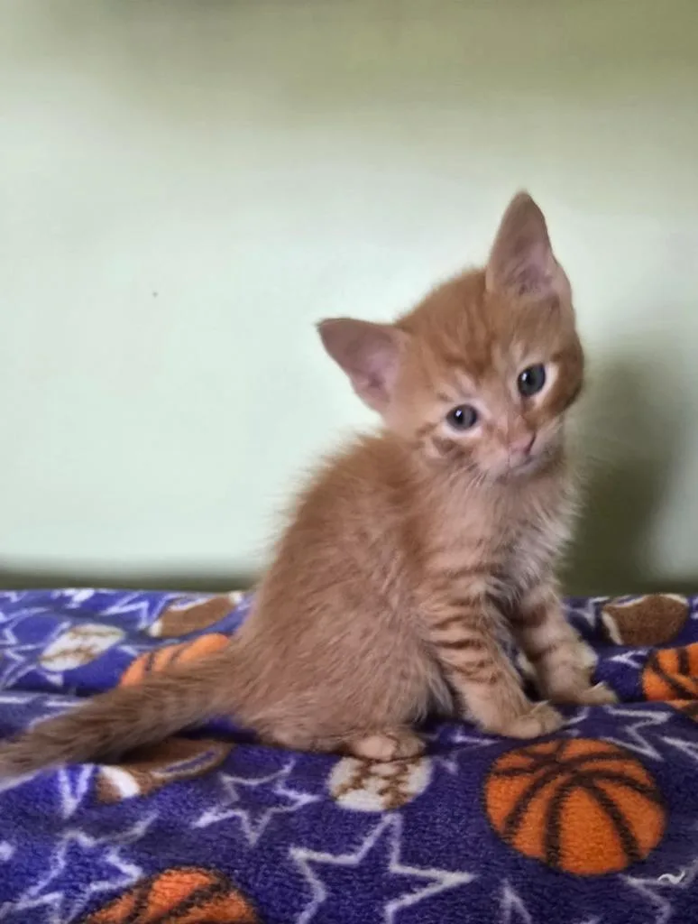 A baby small-sized male Domestic Short Hair cat named Fossil for adoption in Auburn, IN