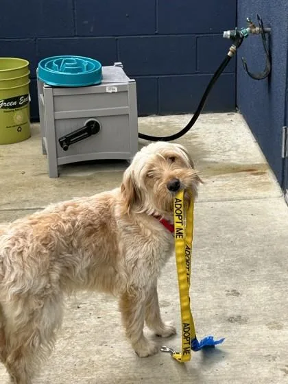 A young medium-sized female Mixed Breed dog named Goldilocks for adoption in Pleasanton, CA