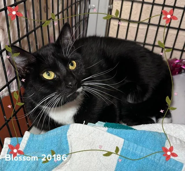 A young medium-sized female Black & White / Tuxedo Domestic Short Hair cat named Blossom for adoption in Marietta, GA
