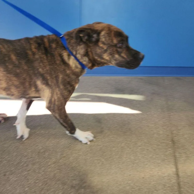 An adult large-sized female Brindle American Staffordshire Terrier dog named Rougepepper for adoption in Kingman, AZ