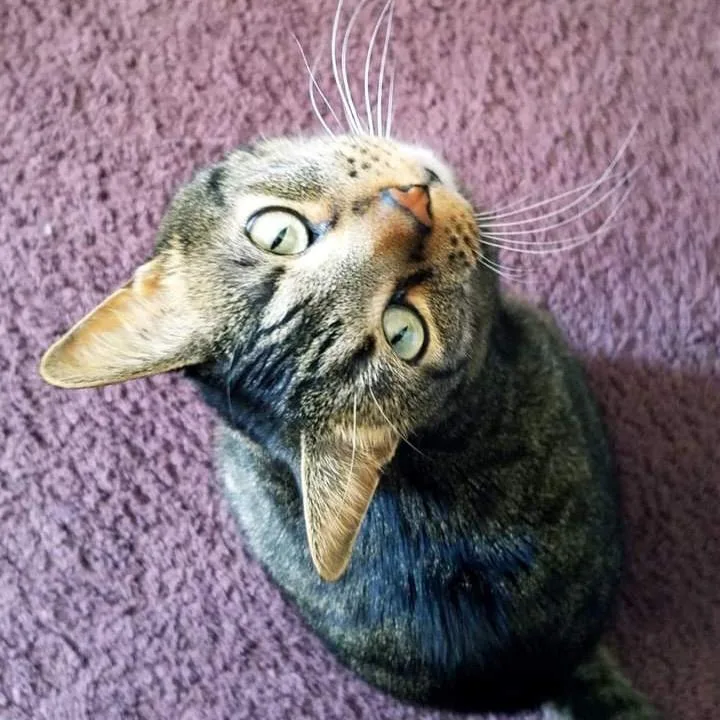 A senior small-sized male Brown / Chocolate Domestic Short Hair cat named Jerry for adoption in Rochester, MN