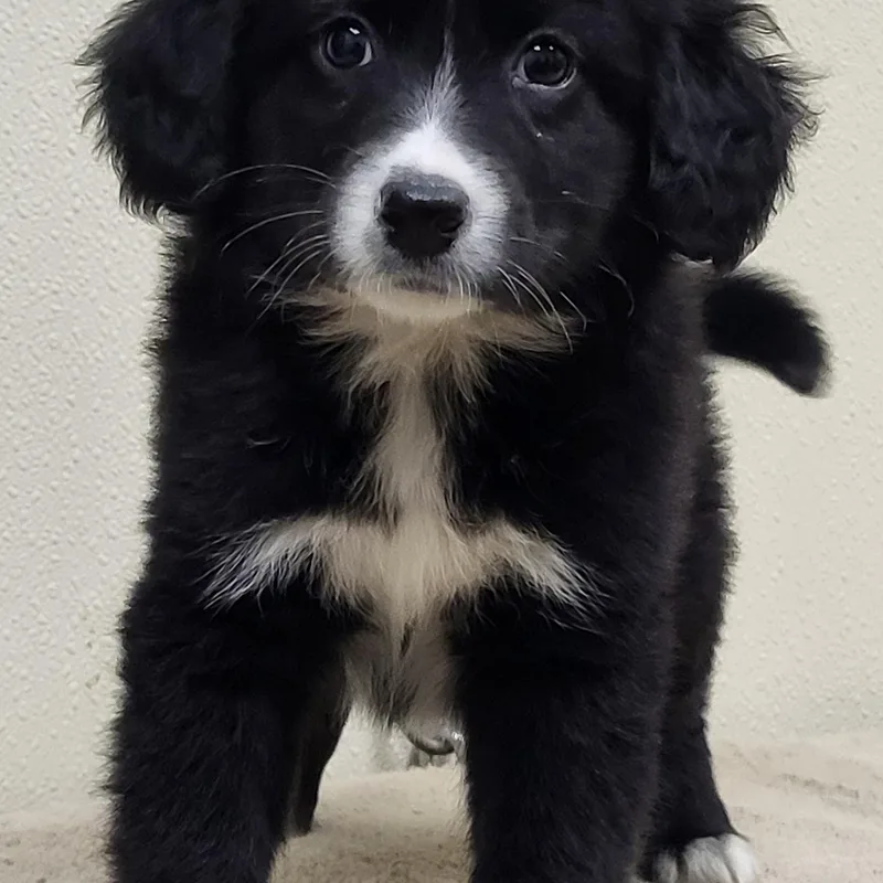 A baby medium-sized female Black Border Collie dog named Pinkie Pie for adoption in Marion, MS