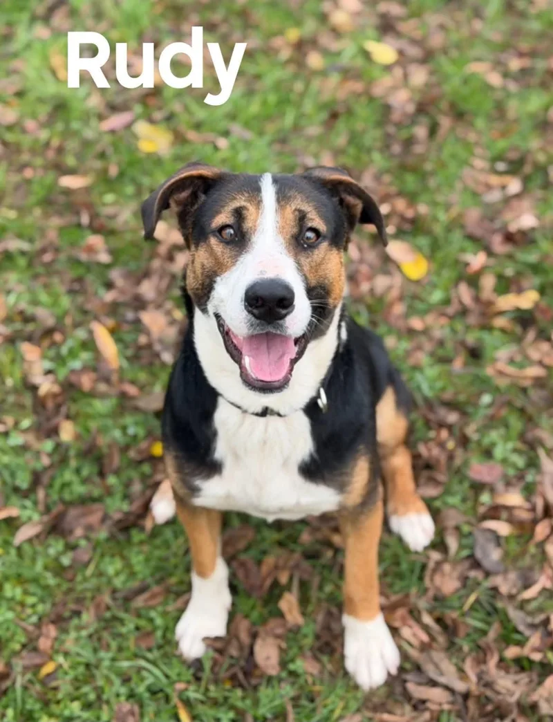 A young medium-sized male Beagle dog named Rudy for adoption in Quincy, MI